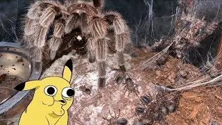 Even TARANTULAS know how to CARE for their BABIES ..