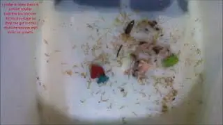 Tiny Mealworms (4 Days Old) Jan 31st 2021