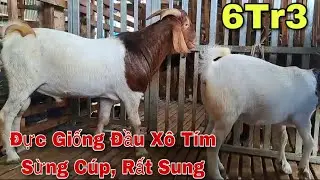 6tr3 Dê Đực Giống Đầu Xô Tím Choàng Vai, Sừng Cúp Đuôi Xoắn Rất Sung | Chăn Nuôi Dê 60