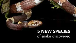 Five new species of tree-dwelling snakes discovered