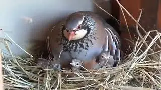 Anne Keklikten İnsan Üstü bir davranış !!!