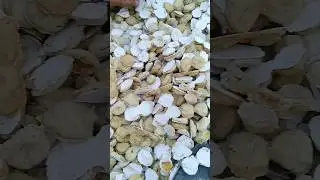 Badi #shorts #youtubeshorts #badi #foryou #badhi