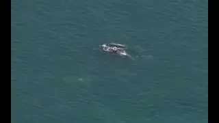 Whales in the Bay- The Cineflex V14HD extreme zoom- Cinesky Aerial Filming