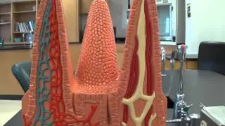 Villi Model