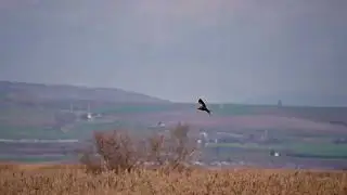 Saz delicesi ~ Western Marsh Harrier ~ @trtbelgesel @NatGeoAnimals #birdsong #birds #trtbelgesel 