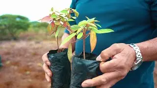 Millennium Forest  - A community forest
