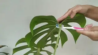 Renda Portuguesa e Costela de Adao...#rendaportuguesa #monstera #costeladeadao #samambaiadf