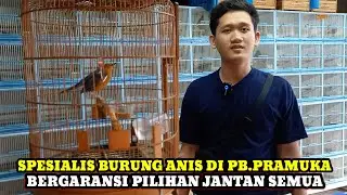 SPESIALIS BURUNG ANIS!!SIDAK HARGA BURUNG DIKIOS NYXBIRD PASAR BURUNG PRAMUKA TERBARU HARI INI