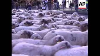 Sheep farmers protest urban sprawl, say threatens rural way of life