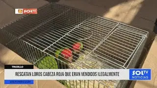 Trujillo: Polic&iacute;a rescata loros cabeza roja