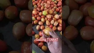 gasing tomat #gasing #gasingpemadam #gasingtomat #asmr #satisfying#satisfyingvideo  #shorts