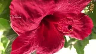من حفلة ابوعاهد عيلوط الشاعر المرحوم  ابوهاني العيلوطي وموسى حافظ من احلا الليالي