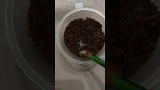 паук птицеед