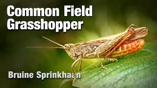 Common Field Grasshopper, a short nature film (Bruine Sprinkhaan, Chorthippus brunneus)