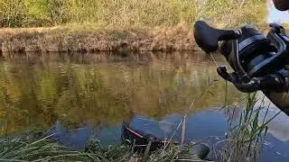 Salmon fishing 3lb grilse on worm (fish 2 of 2) october 2025 river cairn.
