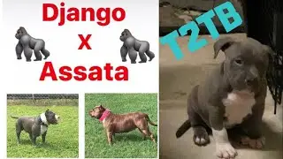 New puppy here 🐶‼️ T2TB grudges ( American bully )💯💯