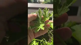 The amazing mosquito plant!!  Citronella Geraniums work! 👍✨