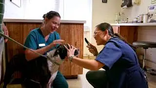 Pet Hospitals of Hawaii - Where We C.A.R.E for Your Pet