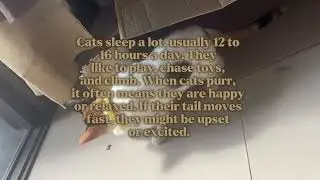 Information about cats! 🐱 