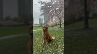 Vancouver cherry blossom festival