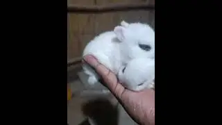 bunnies #youtubeshorts #rabbite #petbunny #cute #farming #animal #love