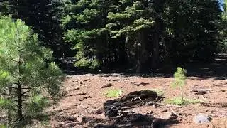 Woodleaf in Cal Pines