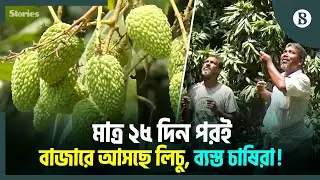 এ বছর লিচুর ফলন কম, দাম নিয়ে দুশ্চিন্তায় কৃষকরা | Rajshahi Litchi | The Business Standard