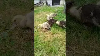 Homesteading #ogr&oacute;d #kaczki #polska #shorts #world #ducks #garden #farmlife #farm #gardeninglife