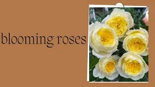 Some varieties of roses blooming in my terrace garden