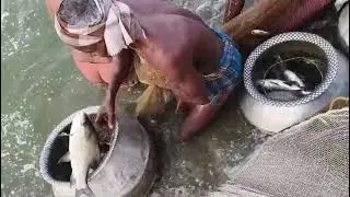 ଆଜି ପୋଖରୀରୁ ମାଛ ଧରା ହେଲା 🐟🐟😋