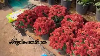 AP flower 🌺🌹 show vijayawada . ఇక్కడ మొక్కలు 30/-నుండే ప్రారంభం. #part 1 #meghasandesam #hemasiva 