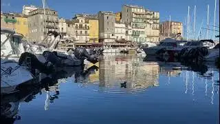 Pingouins dans le port de Bastia