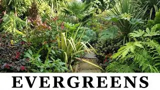 64. Super Easy Hardy Evergreen Exotics in my Tropical Garden
