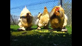 Brahma Farm Belgium ( Crushed eggs for the brahmas )