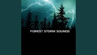 Forest Storm Ambience