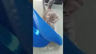 🐱Hi! #cat