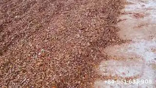 Witnessing an Ultra-Wide Cinnamon Bark Drying Yard ( CASSIA)