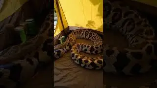 ular masuk kedalam tenda.#hewanliar #funny #ularphiton #kemping #tenda #hutan