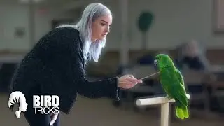 Working With Other Peoples Parrots | BirdTricks Parrot Training WorkShops & MasterClasses
