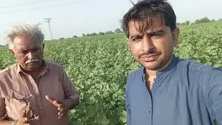 How to make cotton seed?ونئڻن جو ٻج ڪئين ٺاھجي ؟ڪھڙي واري جو ٻج ڀلو آ؟