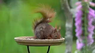 Nat&uuml;rlich im Garten. Juni 2021.