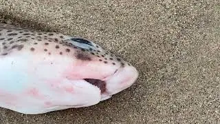 Saving The Great White 🦈 on Skegness Beach 😊