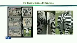 The Zebra Migration in Botswana: Types of Zebra | Principles of Animal Ecology | ZOO507_Topic181