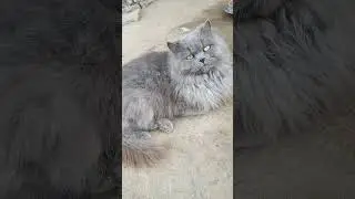 Persian grey colour cat 😺 #PersianGreyColourCat