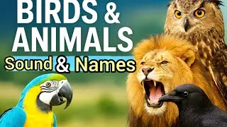 Birds & Animals Amazing Facts 🐦🦁 | Unique secrets of animals and birds