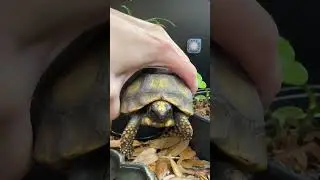 New guy says hi! #tortoise #tortoises  #babytortoise #cutetortoise