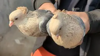 Ajker Dokkhinkhan Kobutor er Haater Video || RS Pigeon Loft