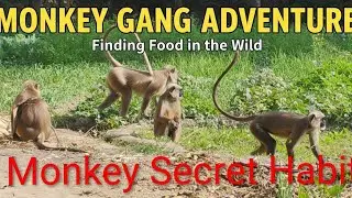 Monkey Secret Habit@mryamuna #funny #youtubevideos #youtubevideos #youtube #viral #viralvideo #video