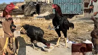 Aj mara breeder or fighter k nazdik s shok karo👍// karry bazz aseel murga // 