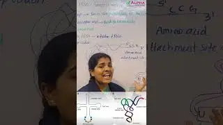 TRNA Adapter Molecule 🔍 | Alpha NEET Academy